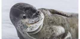 Antarctique - Faune et glaces en voilier