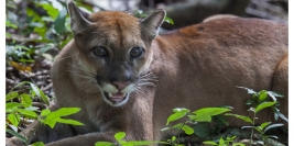 Costa Rica - Péninsule d'Osa et Corcovado