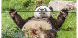 France - Zoo de Beauval