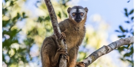 Madagascar - Makay et Mangoky