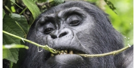 Ouganda - Rwenzori et Grands Singes