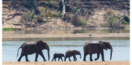 Zambie - Luangwa Sud et Nord
